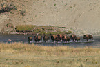 American buffalos