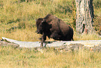 American buffalo