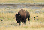 American buffalo