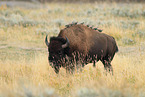 American buffalo