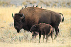 American buffalos