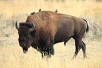 American buffalo