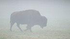 American bison
