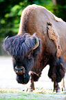 American bisons