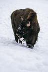 american buffalo