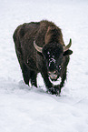 american buffalo