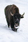 american buffalo