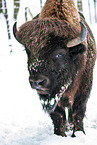 american buffalo