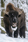 american buffalo