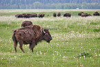 american buffalos