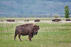 american buffalos