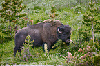american buffalo