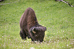 american buffalo