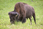 american buffalo
