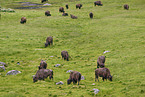 american buffalos