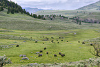 american buffalos