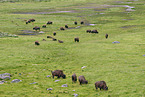 american buffalos