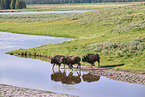 american buffalos