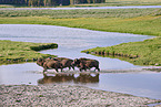 american buffalos