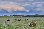 american buffalos