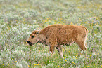 american buffalo