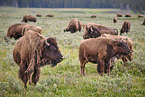 american buffalos