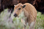 american buffalo