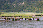 american buffalos
