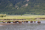 american buffalos