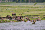 american buffalos