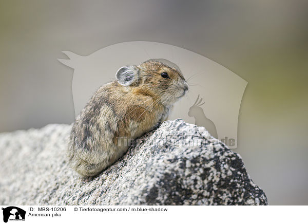 Amerikanischer Pfeifhase / American pika / MBS-10206