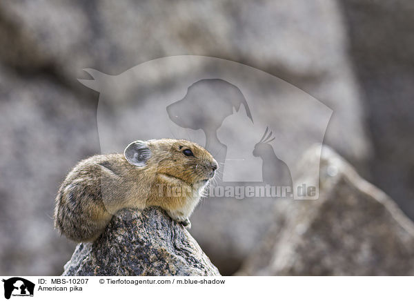 Amerikanischer Pfeifhase / American pika / MBS-10207