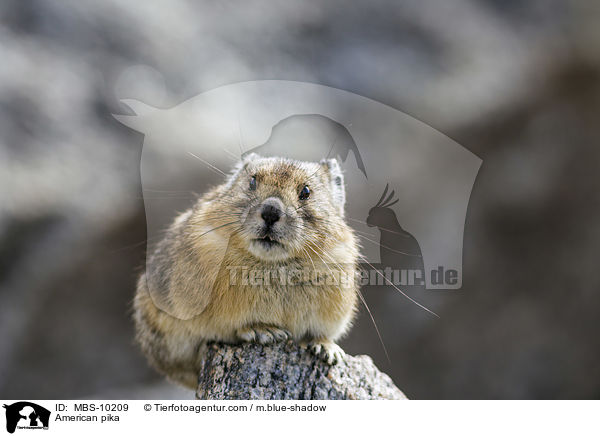 Amerikanischer Pfeifhase / American pika / MBS-10209