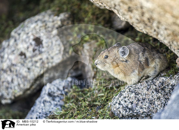 Amerikanischer Pfeifhase / American pika / MBS-10212