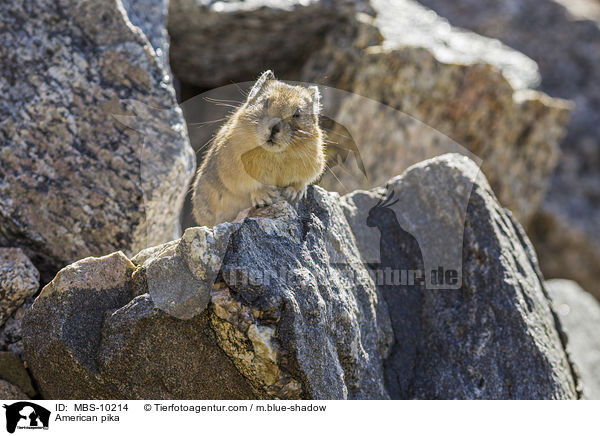 Amerikanischer Pfeifhase / American pika / MBS-10214