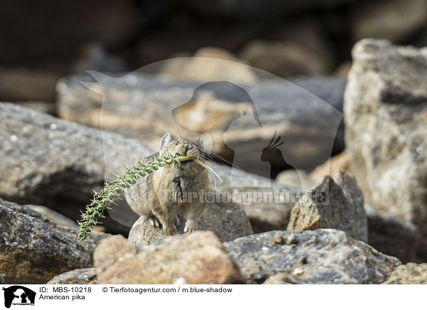 Amerikanischer Pfeifhase / American pika / MBS-10218