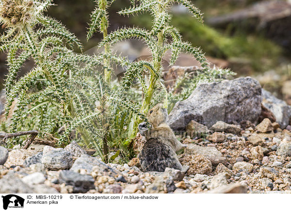 Amerikanischer Pfeifhase / American pika / MBS-10219