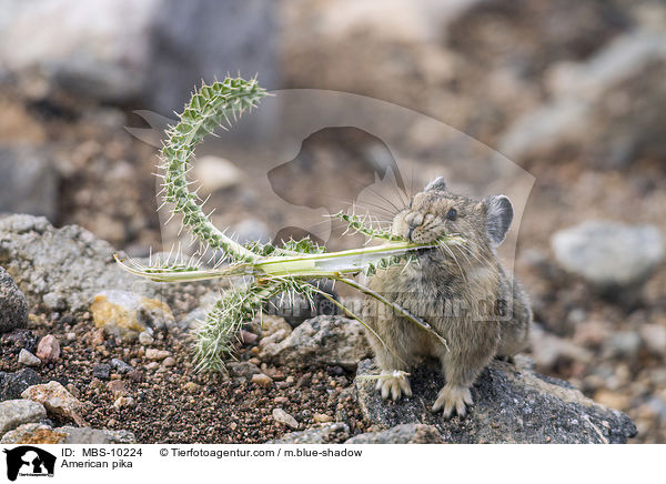 Amerikanischer Pfeifhase / American pika / MBS-10224