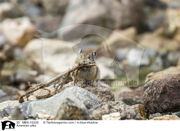 Amerikanischer Pfeifhase / American pika / MBS-10226