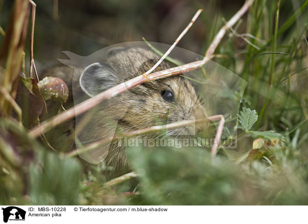 Amerikanischer Pfeifhase / American pika / MBS-10228