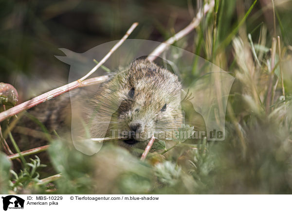Amerikanischer Pfeifhase / American pika / MBS-10229