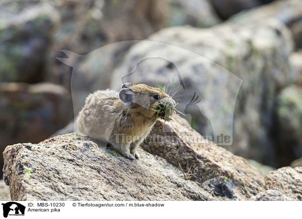 Amerikanischer Pfeifhase / American pika / MBS-10230