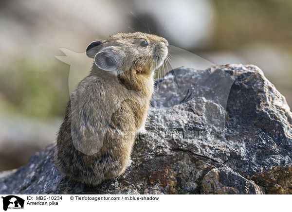 Amerikanischer Pfeifhase / American pika / MBS-10234