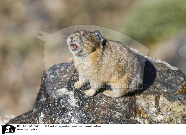 Amerikanischer Pfeifhase / American pika / MBS-10241
