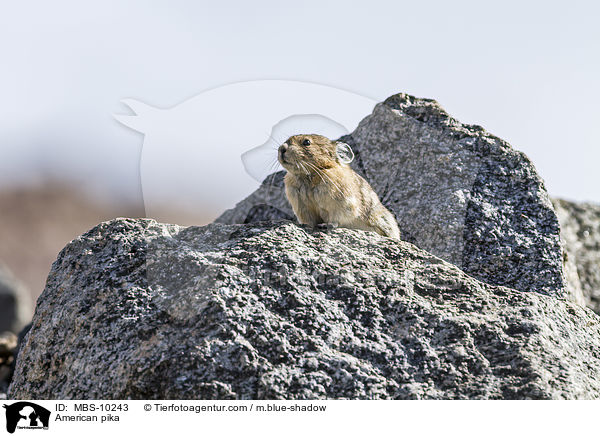 Amerikanischer Pfeifhase / American pika / MBS-10243