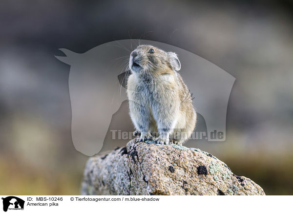 Amerikanischer Pfeifhase / American pika / MBS-10246
