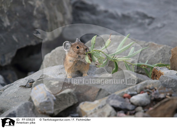 Amerikanischer Pfeifhase / American pika / FF-05625