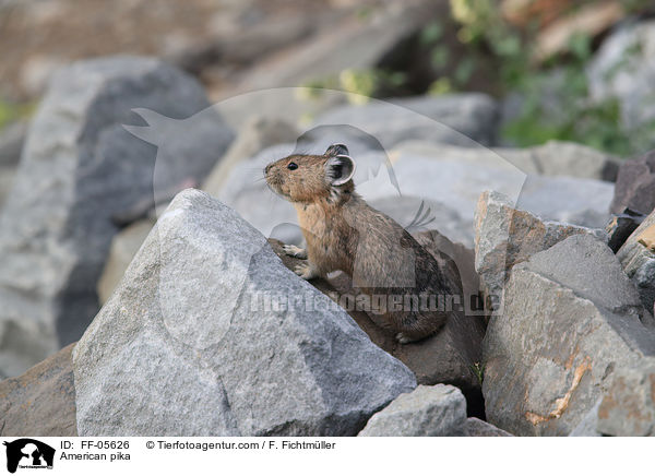 Amerikanischer Pfeifhase / American pika / FF-05626