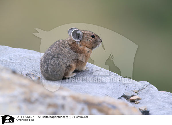 Amerikanischer Pfeifhase / American pika / FF-05627