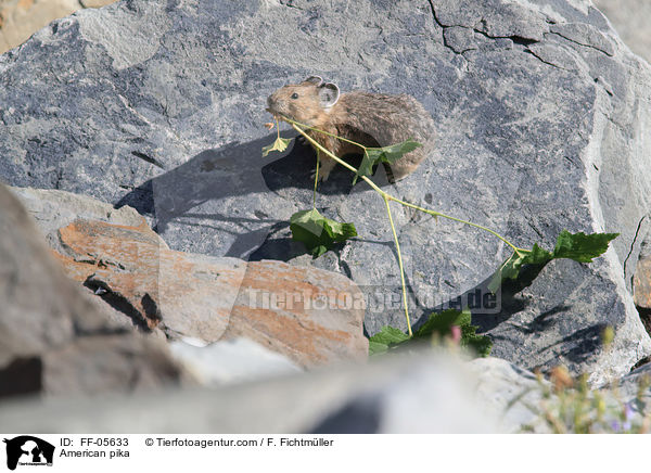 Amerikanischer Pfeifhase / American pika / FF-05633
